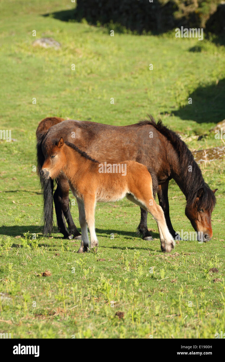 Dartmoor pony & foal, near Widecombe, Dartmoor, England Stock Photo