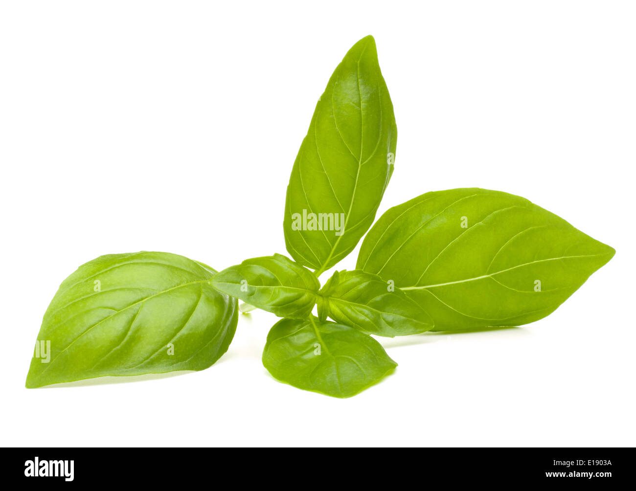 Sweet basil leaves isolated on white background Stock Photo Alamy