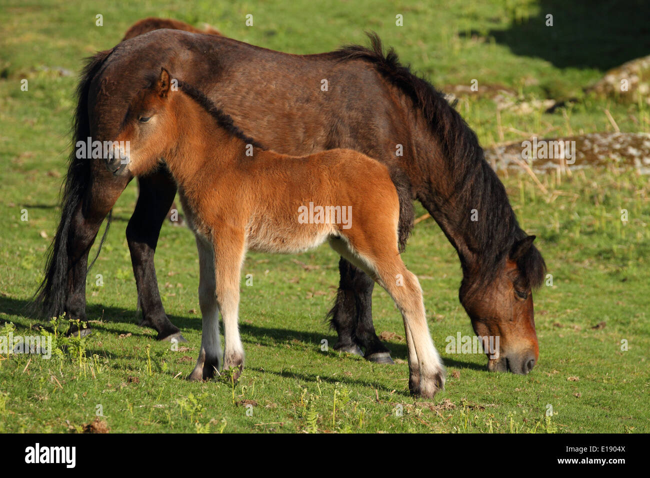 Dartmoor pony & foal, near Dartmoor, England Stock Photo Alamy