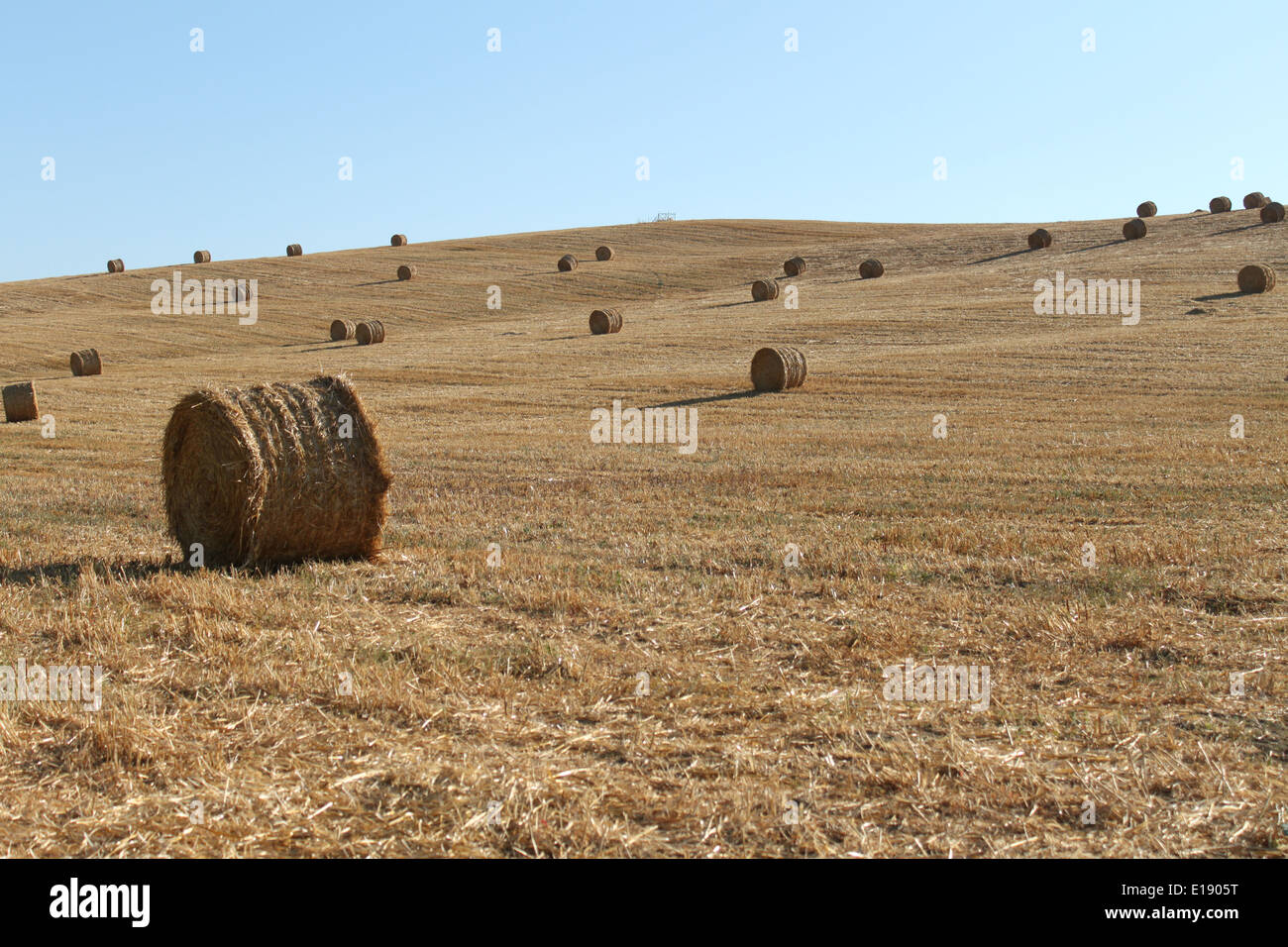 Roud hay bales Stock Photo