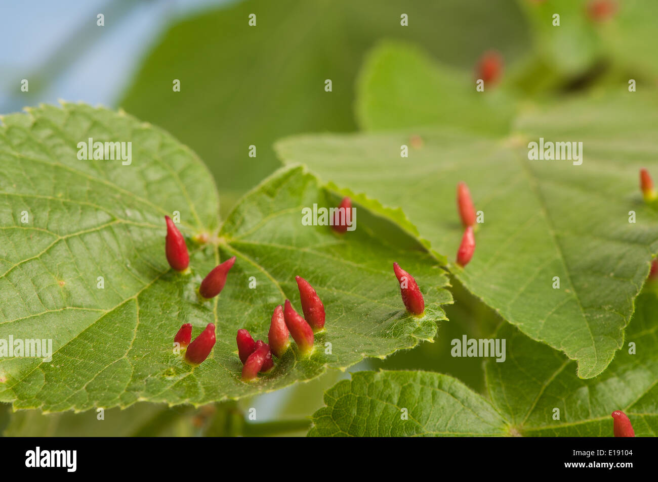 Lime nail gall or bugle gall chemically induced caused by the mite