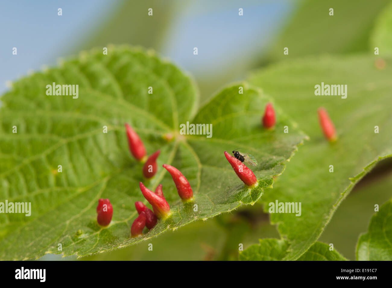 Lime nail gall or bugle gall chemically induced caused by the mite