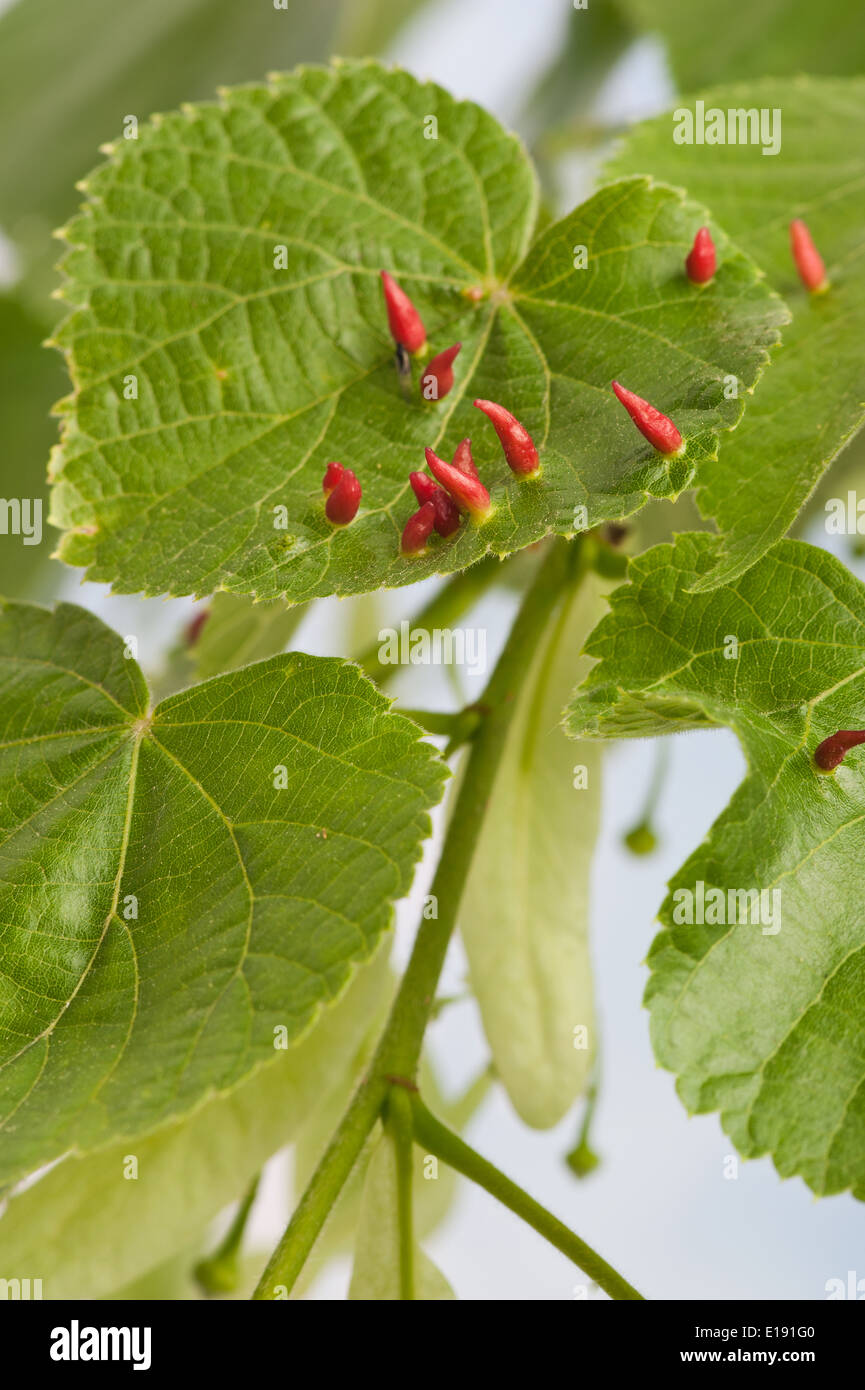 Lime nail gall or bugle gall chemically induced caused by the mite