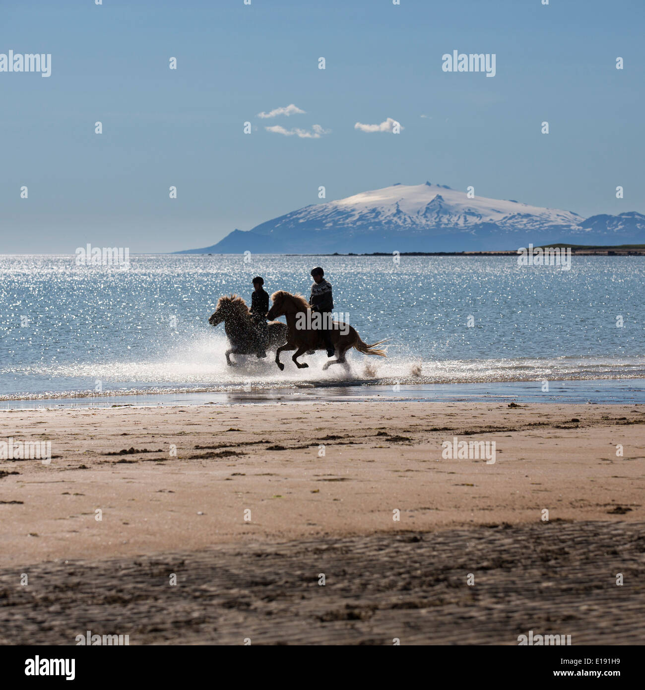 Horseback riding at Longufjorur beach, Iceland Stock Photo