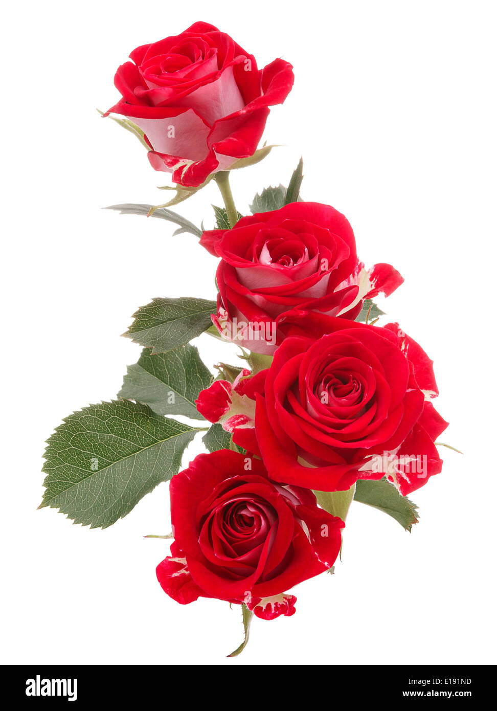 Cùng ngắm bó hoa hồng đỏ cực đẹp cắm trên nền trắng tinh khôi như chúng đang nói lên một câu chuyện tình yêu ngọt ngào. Hình ảnh này sẽ đem lại cảm giác lãng mạn và thăng hoa cho bạn khi nhìn vào đó.