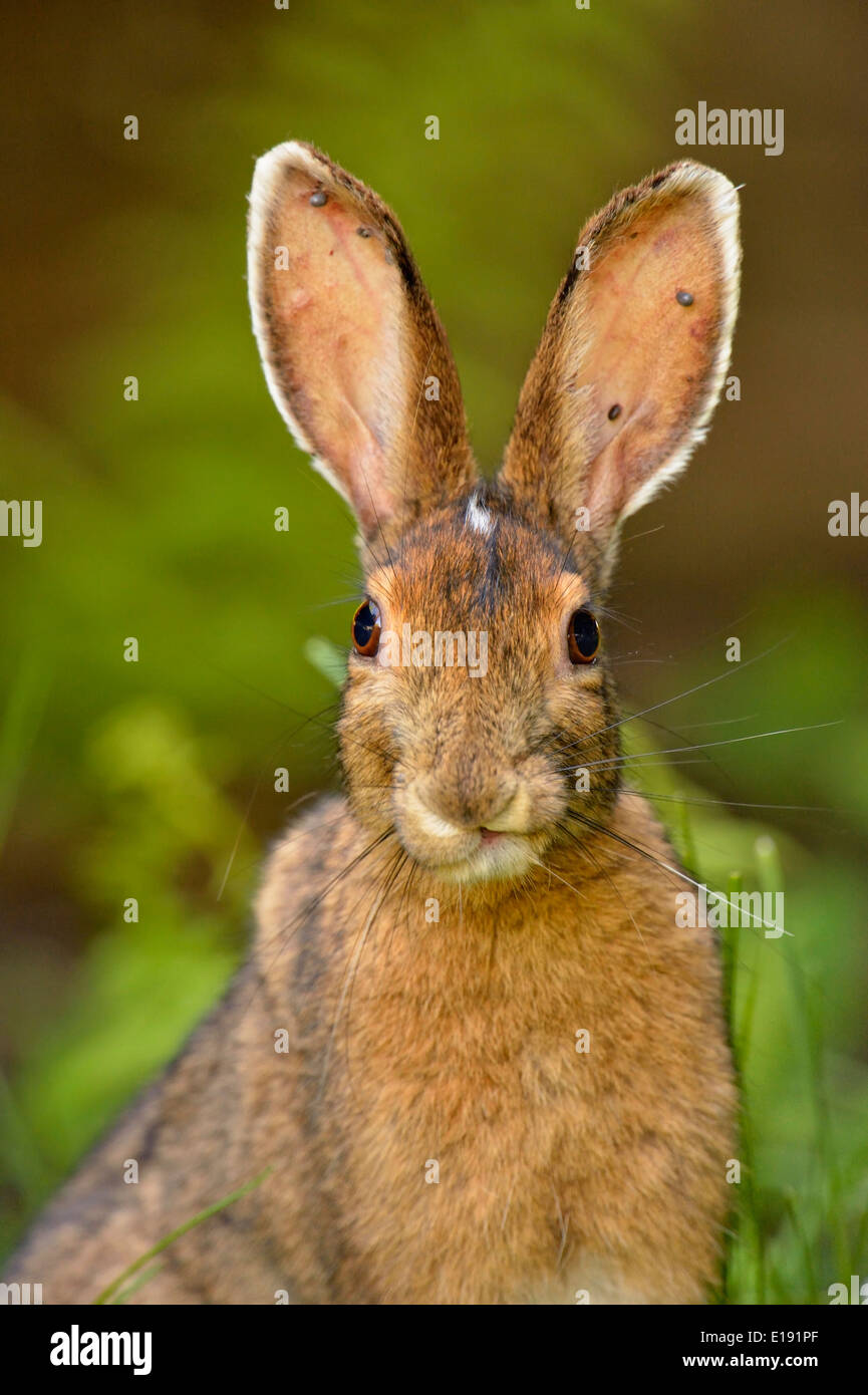 Tick infested Varying hare (Lepus americanus), Greater Sudbury, Ontario ...