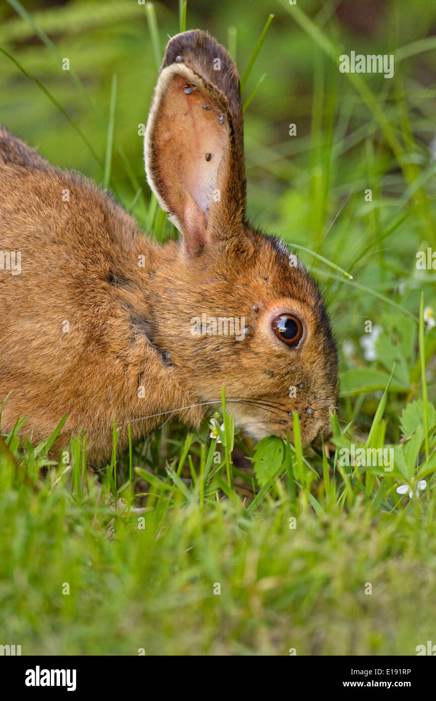 Tick infested Varying hare (Lepus americanus), Greater Sudbury, Ontario ...