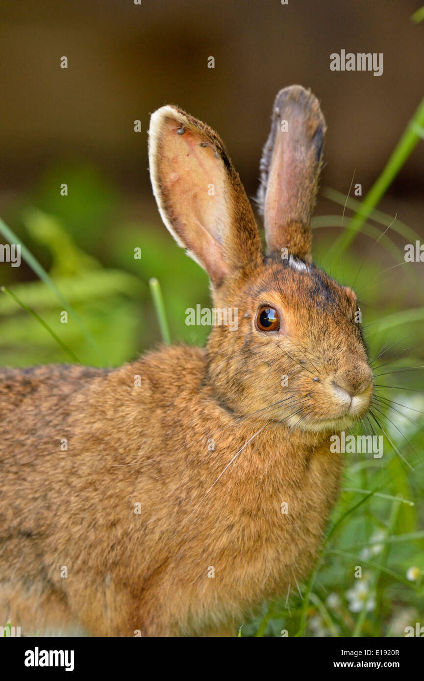 Tick infested Varying hare (Lepus americanus), Greater Sudbury, Ontario ...