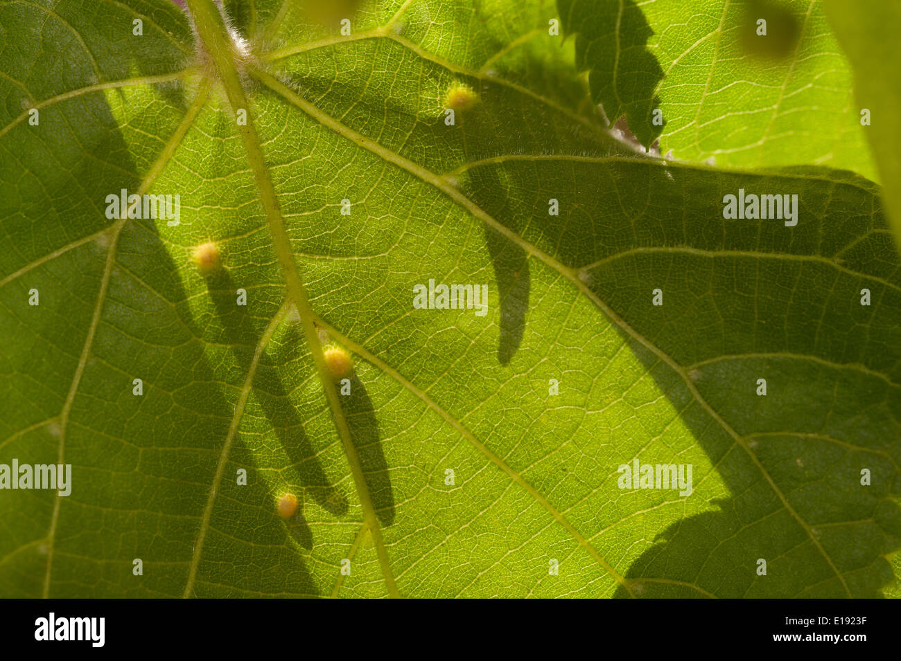 Lime nail gall or bugle gall chemically induced caused by the mite