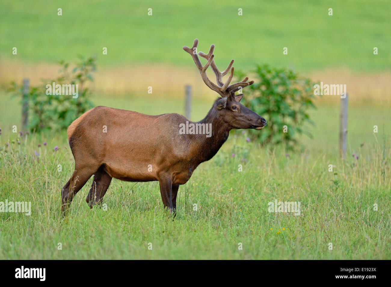Large bull elk eating grass hires stock photography and images Alamy