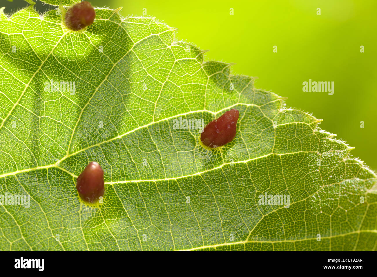 Lime nail gall or bugle gall chemically induced caused by the mite