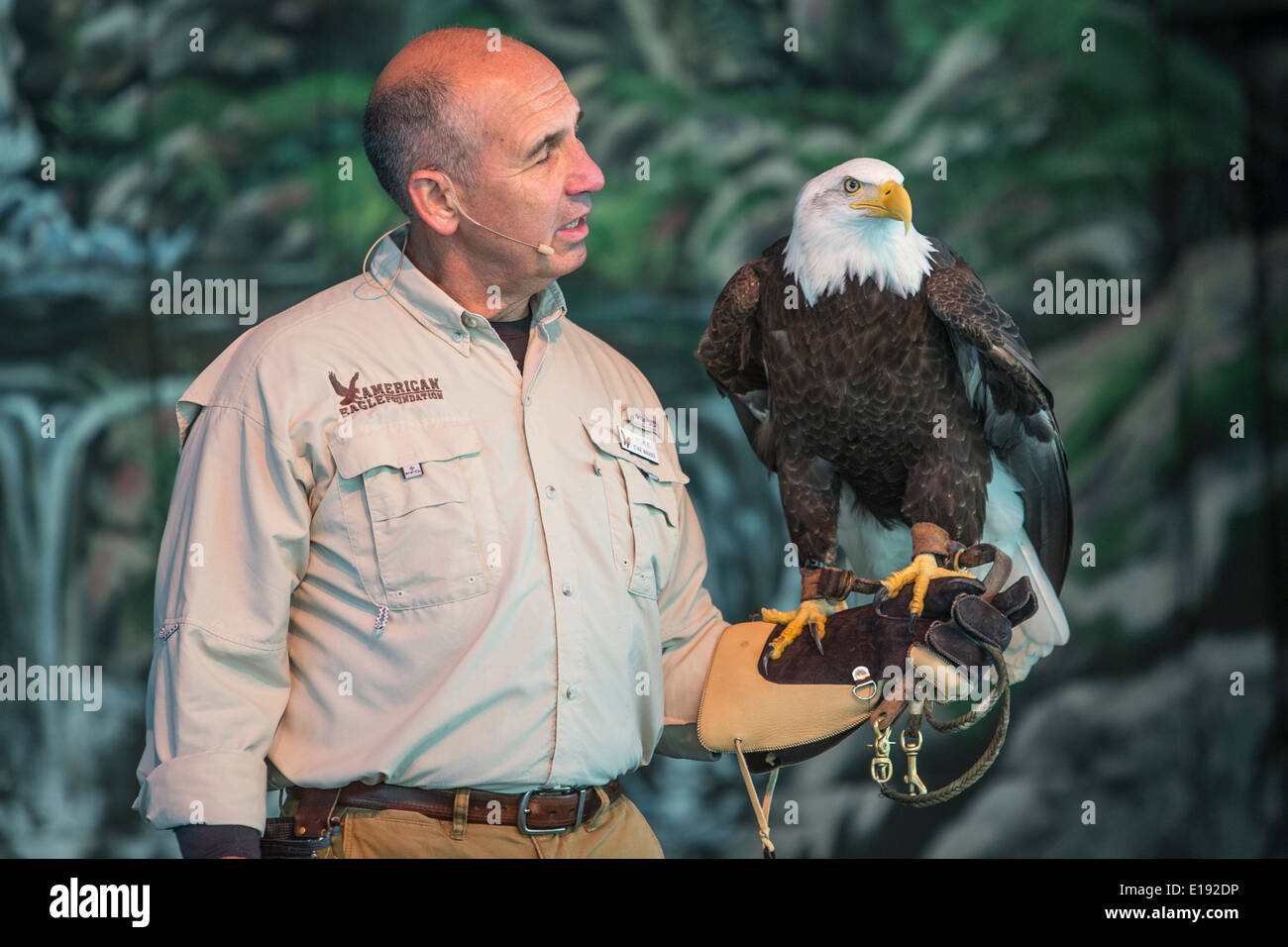 A man shows an eagle at the Eagle Mountain Sanctuary in Dollywood theme park in Pigeon Forge, Tennessee Stock Photo