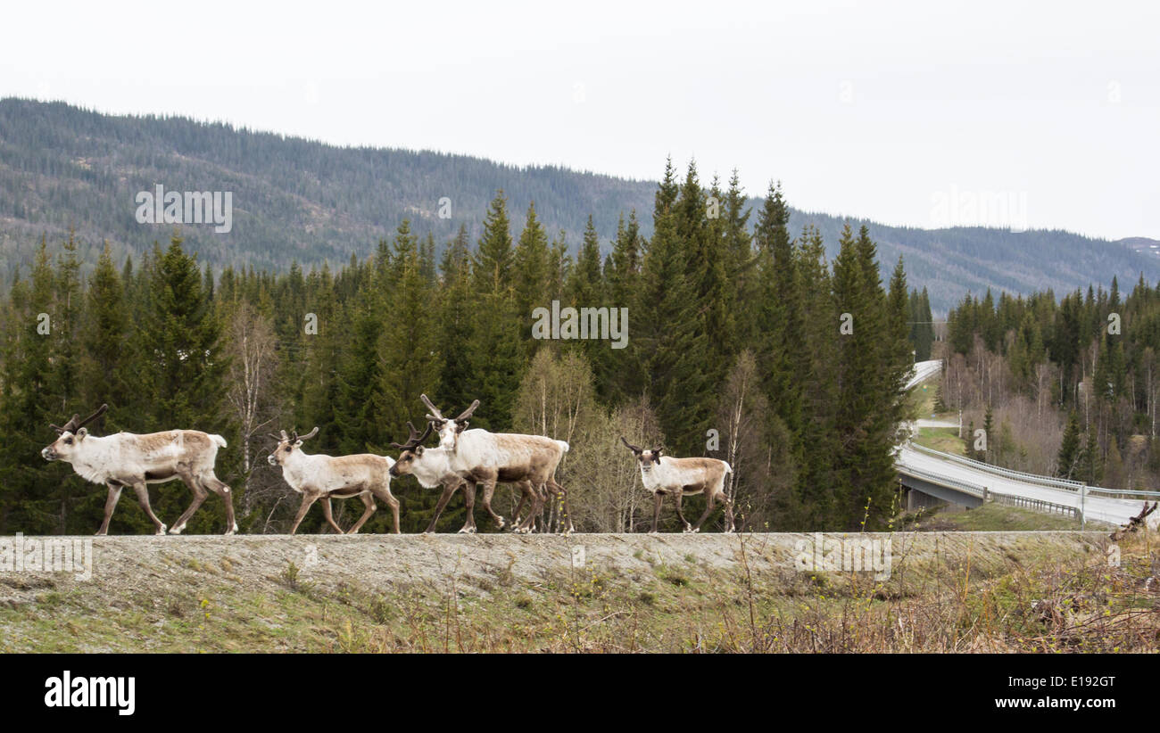 Reindeer On The Road, Rangifer Tarandus Stock Photo
