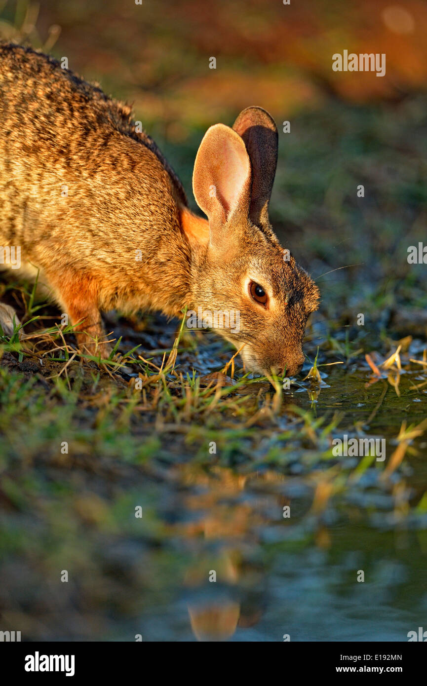 Audubons cottontail rabbits hi-res stock photography and images - Alamy