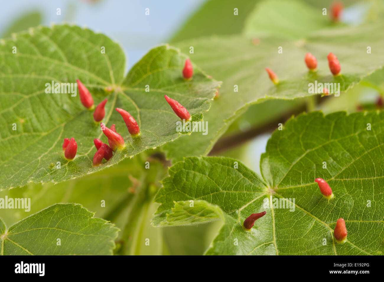 Lime nail gall or bugle gall chemically induced caused by the mite