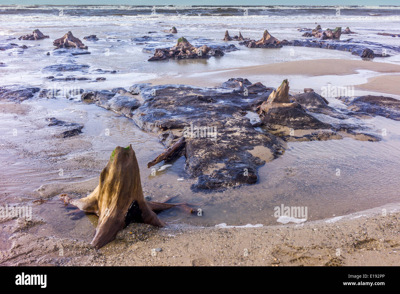 The sea washes around a bronze age forest uncovered by winter storms on Borth beach, Ceredigion, February 2014. Stock Photo