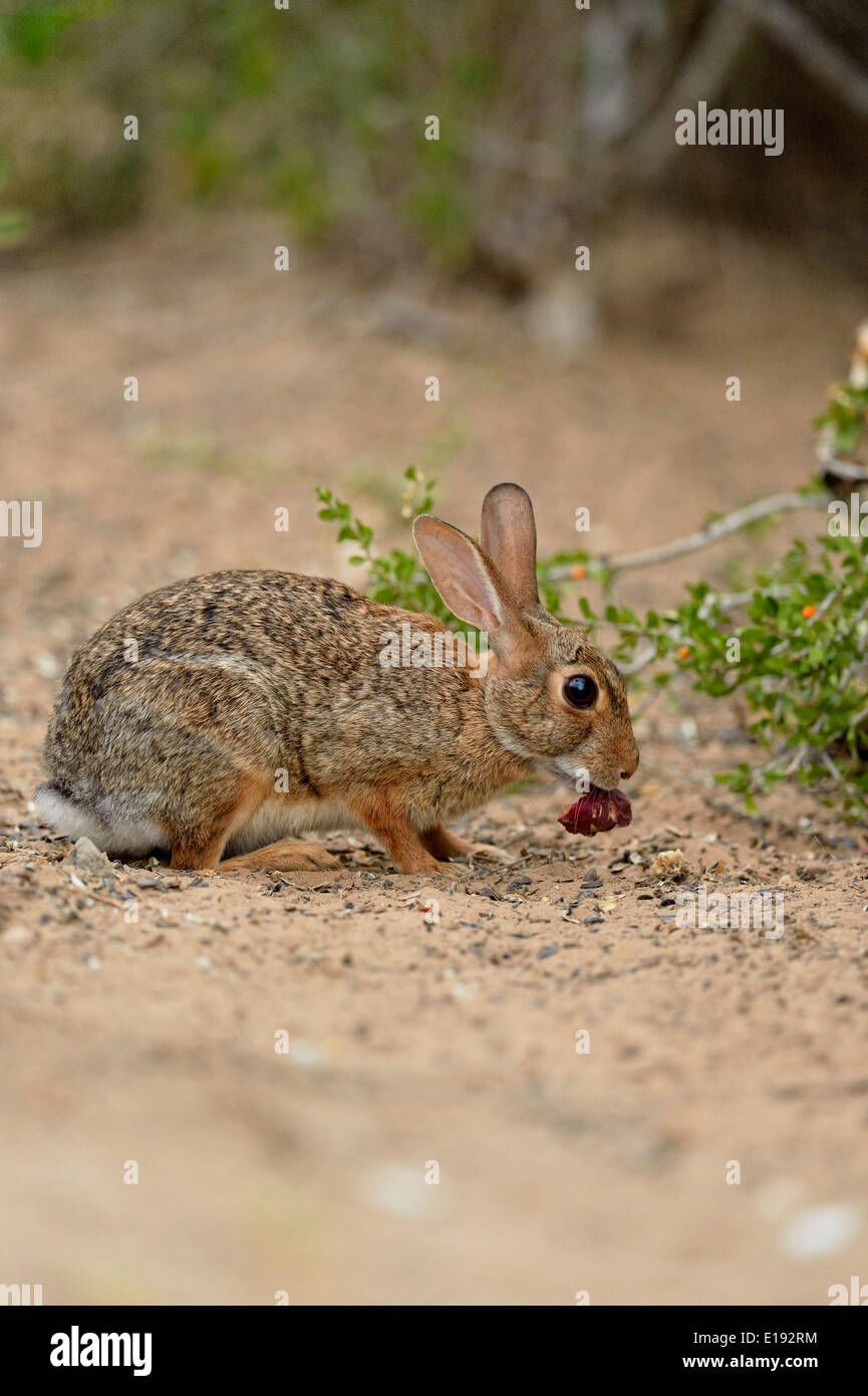 Cottontails Stock Photos & Cottontails Stock Images Alamy