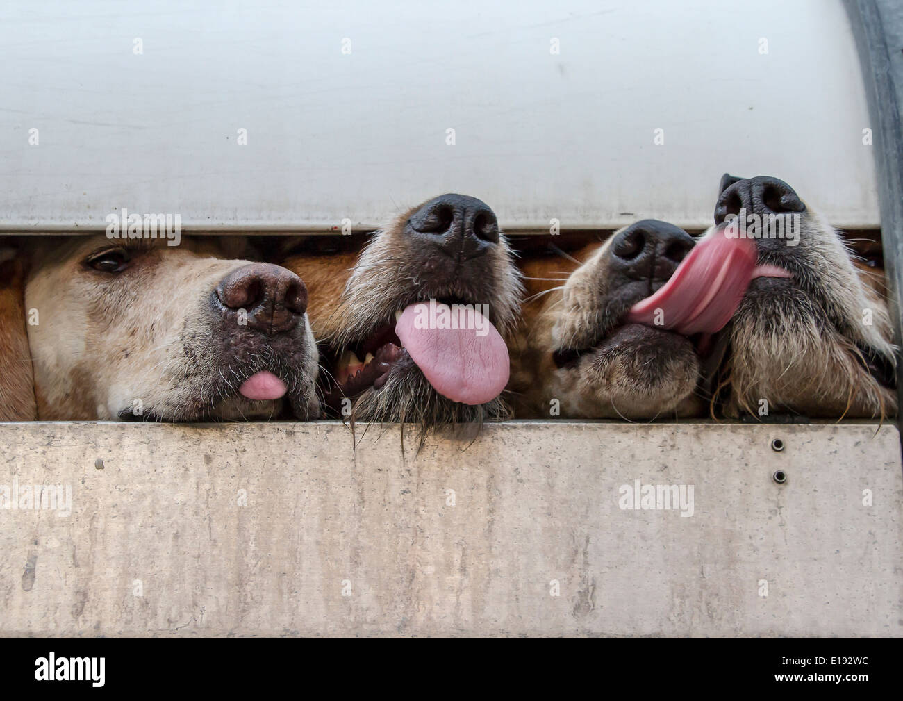 Foxhounds looking out of side of trailer Stock Photo
