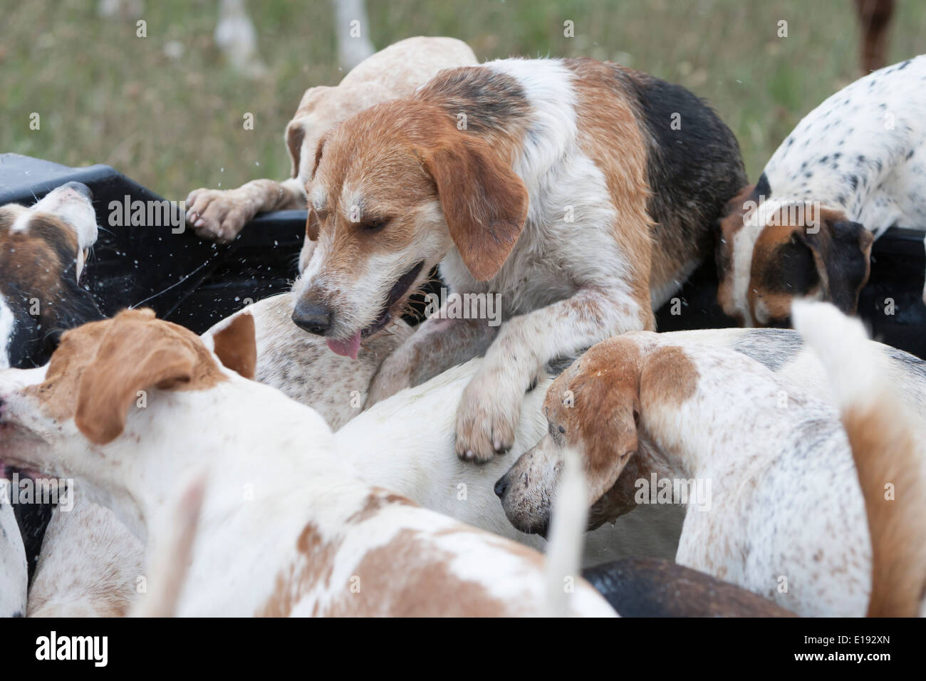 dog drinking trough