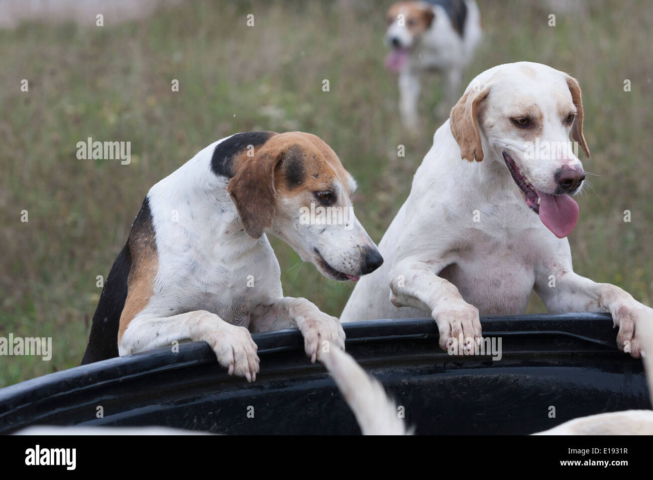 Dog drinking shop trough