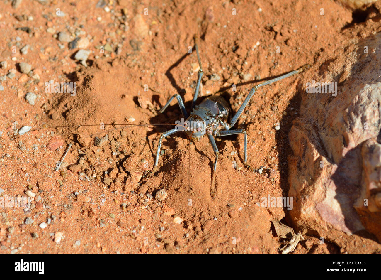 Armoured Ground Cricket Bush Cricket Corn Cricket Setotojane Or Koringkrieke Acanthoplus