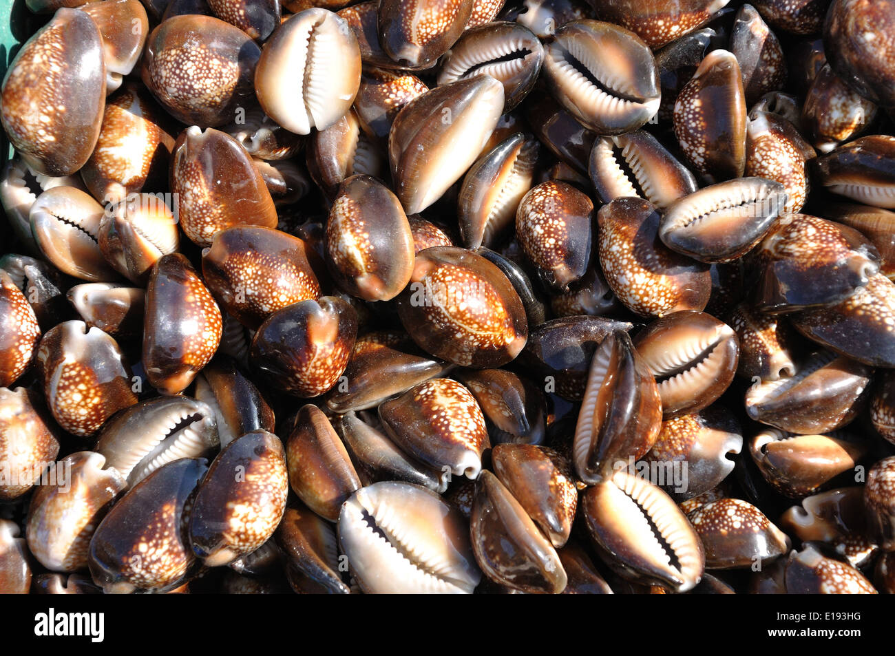 Indian Tiger Cowries Stock Photo