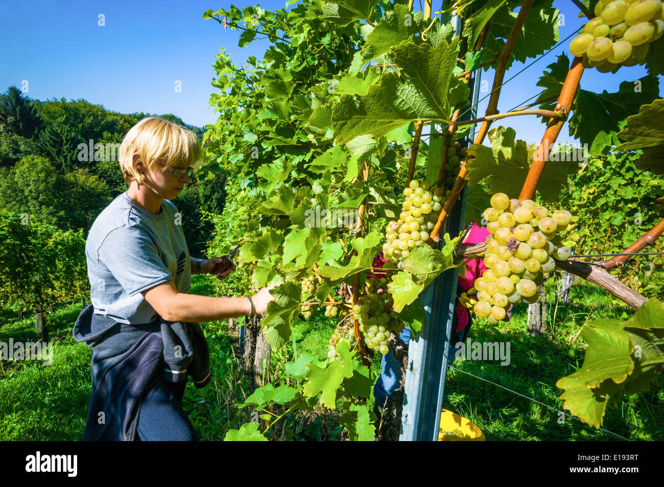 Weinlese im Weinberg eines Winzers. Weingarten im Herbst. Reife Weintrauben werden geerntet. Stock Photo