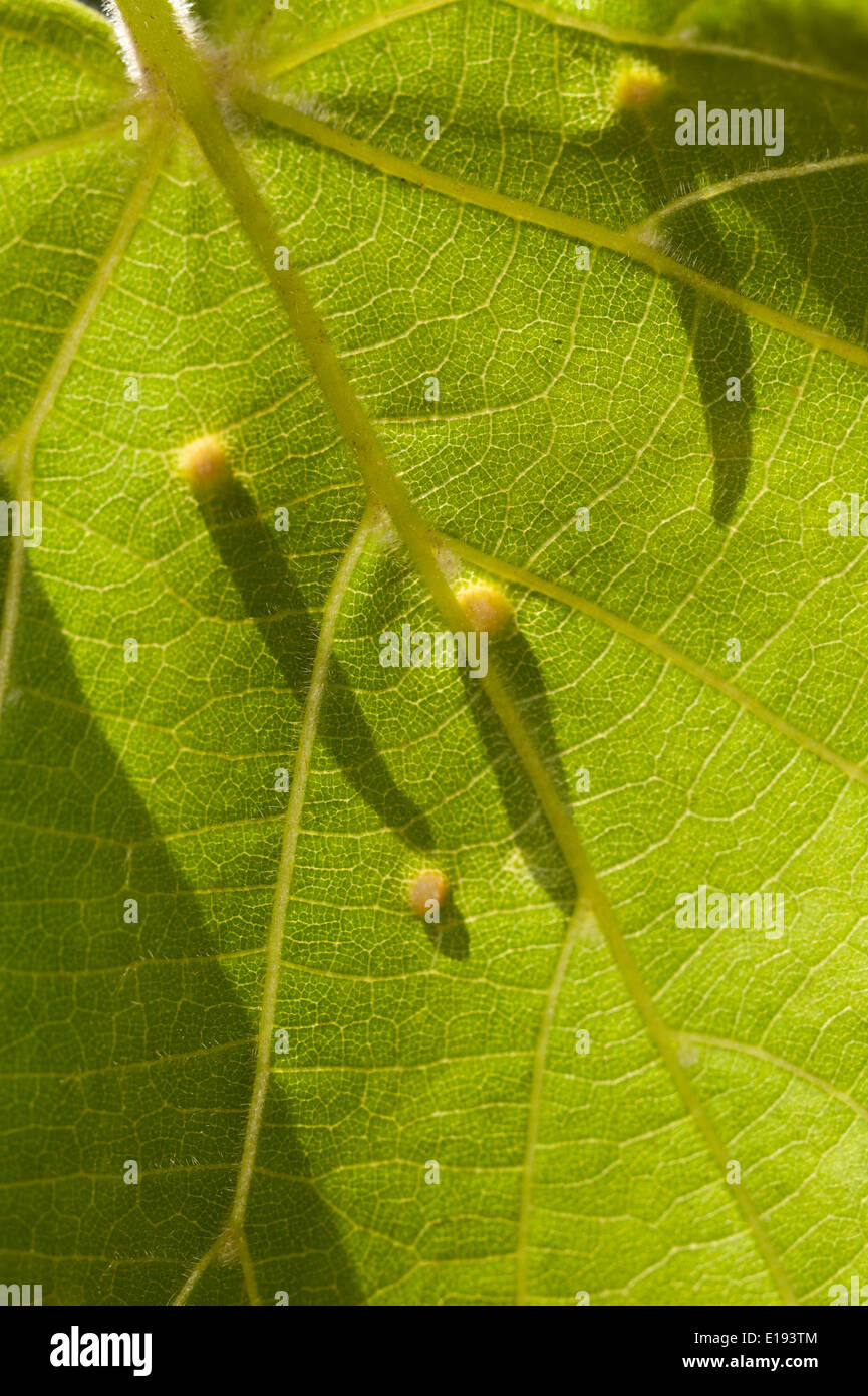Lime nail gall or bugle gall chemically induced caused by the mite