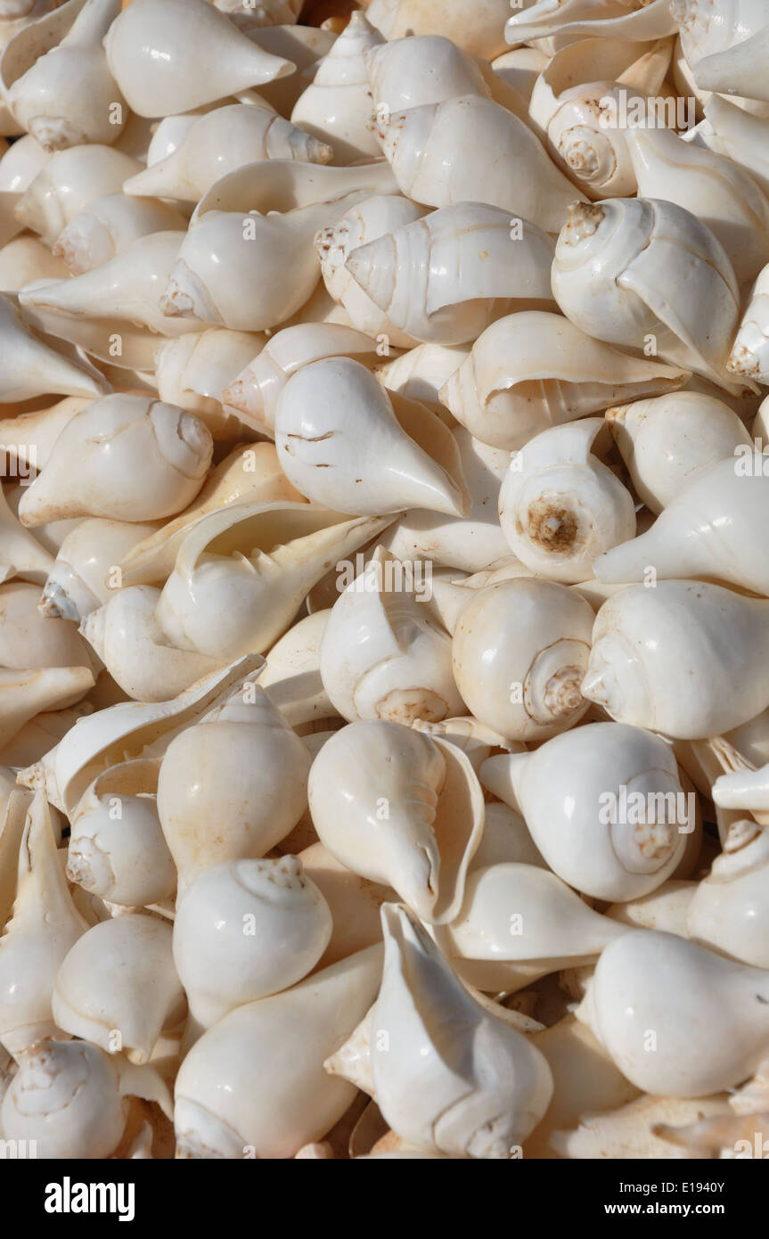Indian White Tulip Shell Stock Photo
