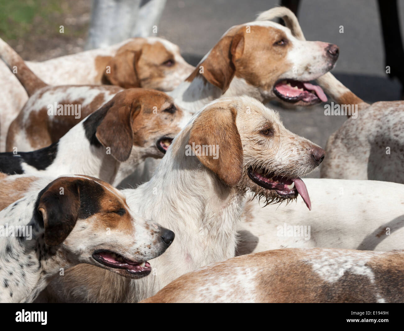 Foxhound pack hires stock photography and images Alamy