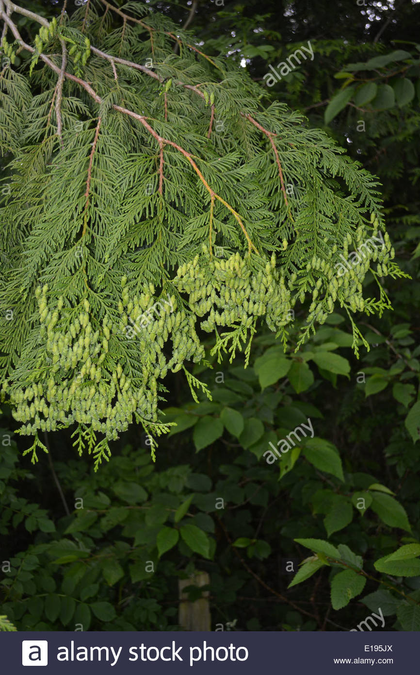 Evergreen Tree Stock Photos & Evergreen Tree Stock Images Alamy