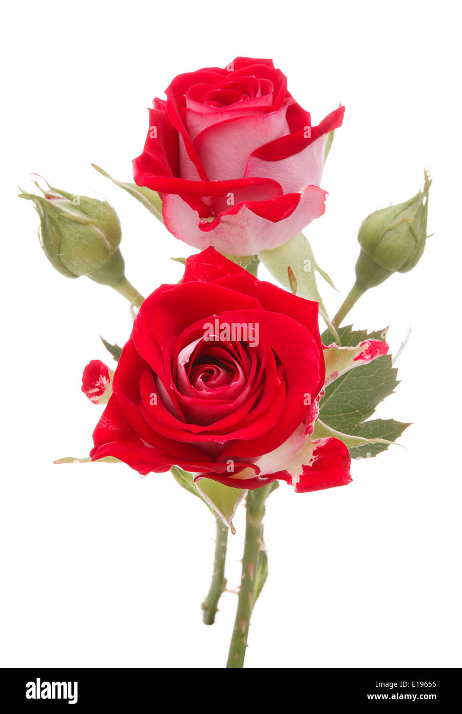 Red rose flower bouquet isolated on white background cutout Stock Photo -  Alamy