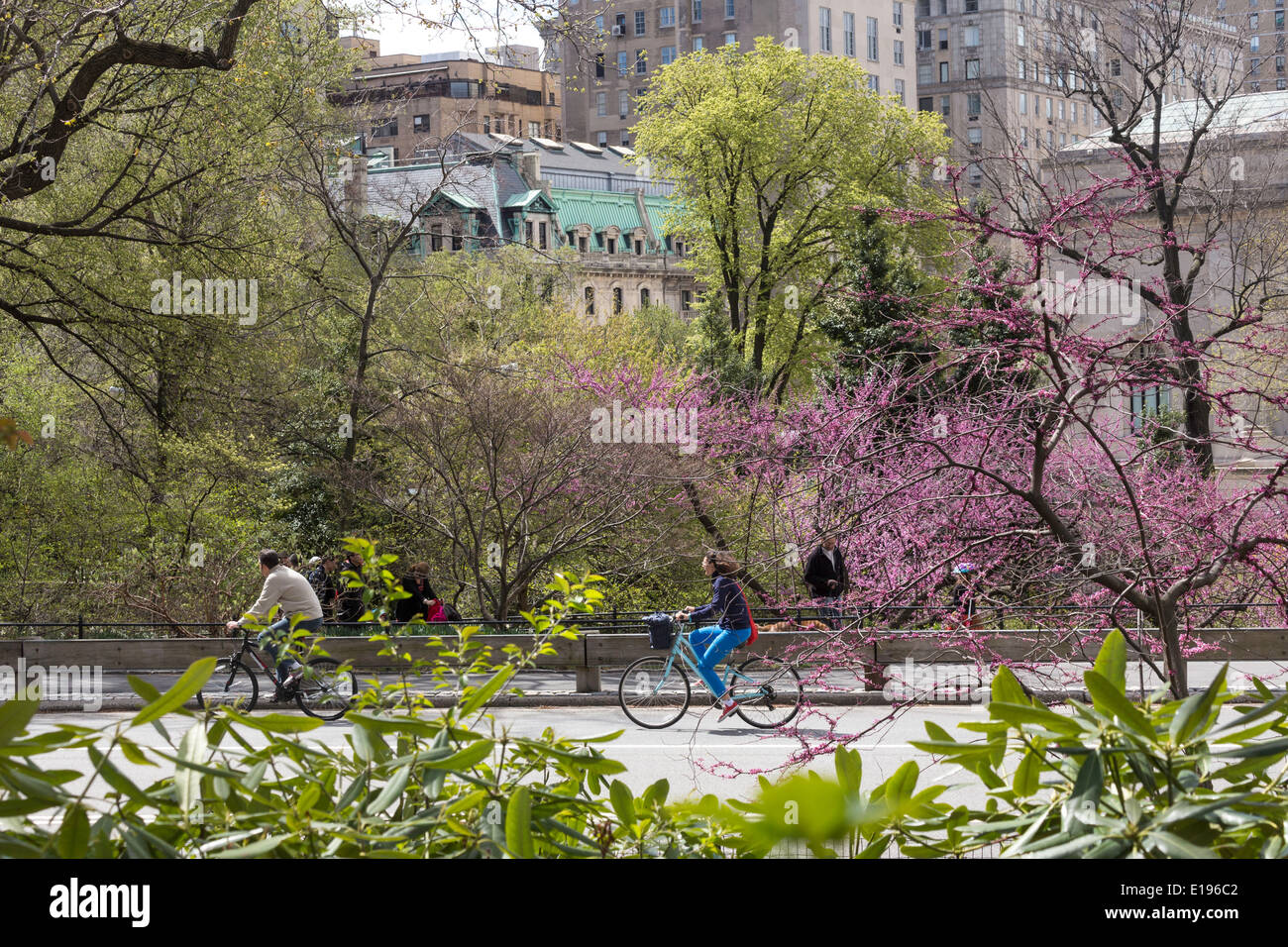 Bicyclists on West Drive, The Metropolitan Museum of Art in Central Park, NYC Stock Photo