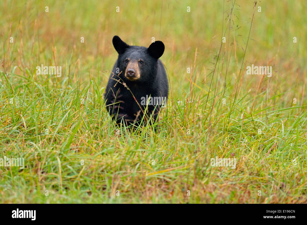 Black bear (Ursus americanus) Yearling cub Great Smoky Mountains National Park, Tennessee USA Stock Photo