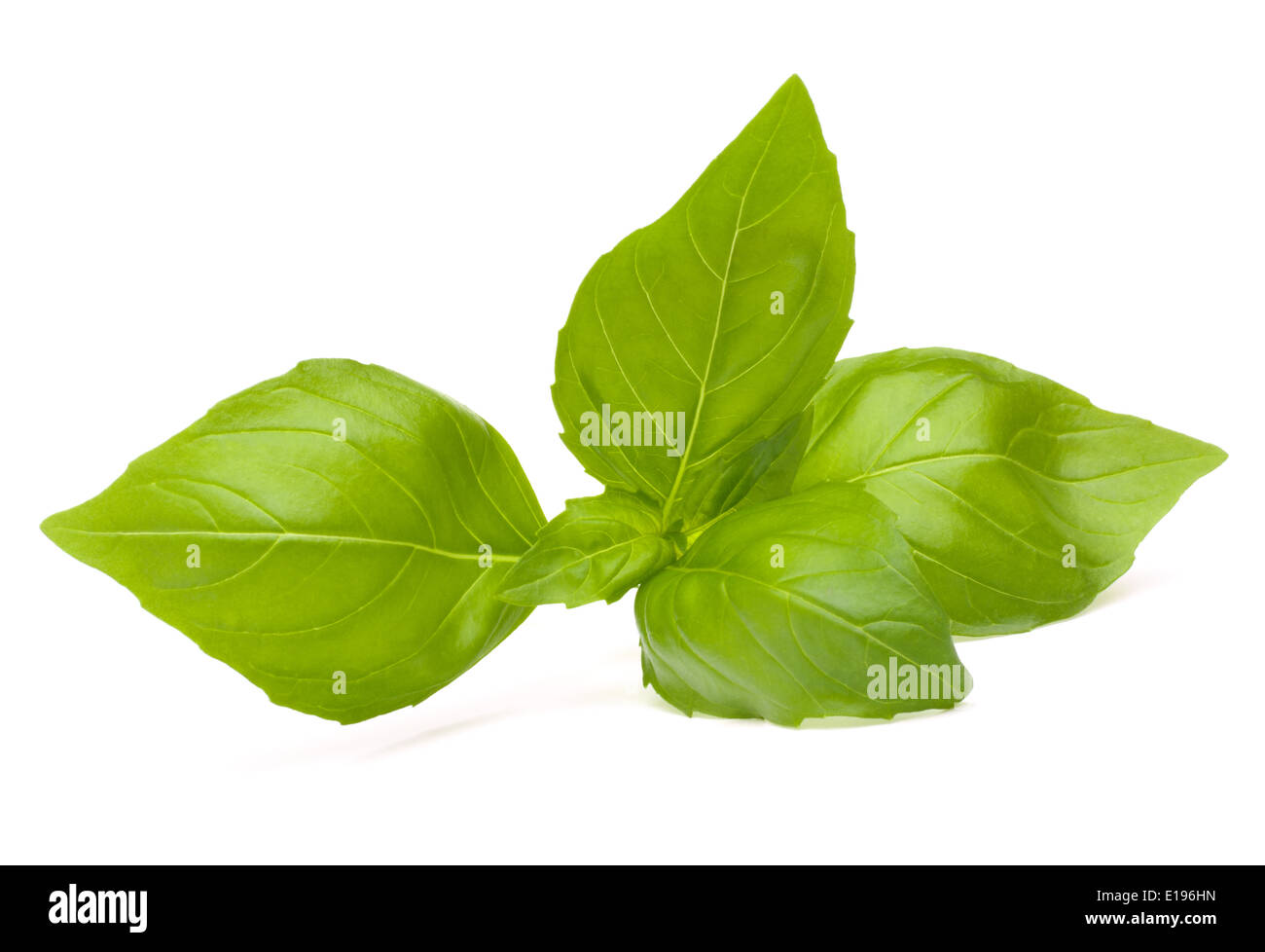 Sweet basil leaves isolated on white background Stock Photo Alamy