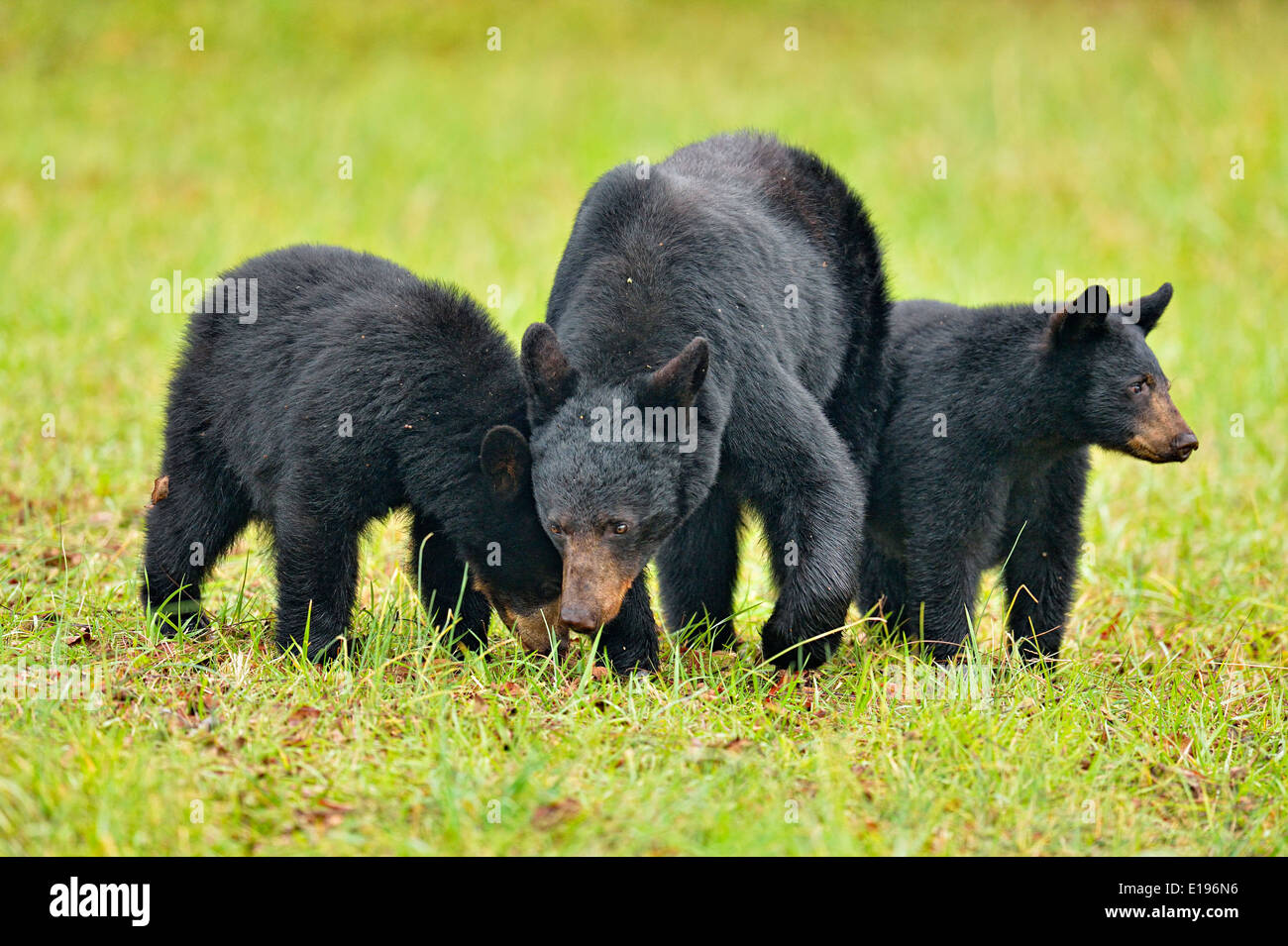 Black bear (Ursus americanus) Mother and cubs foraging for fallen fruit Great Smoky Mountains National Park, Tennessee USA Stock Photo
