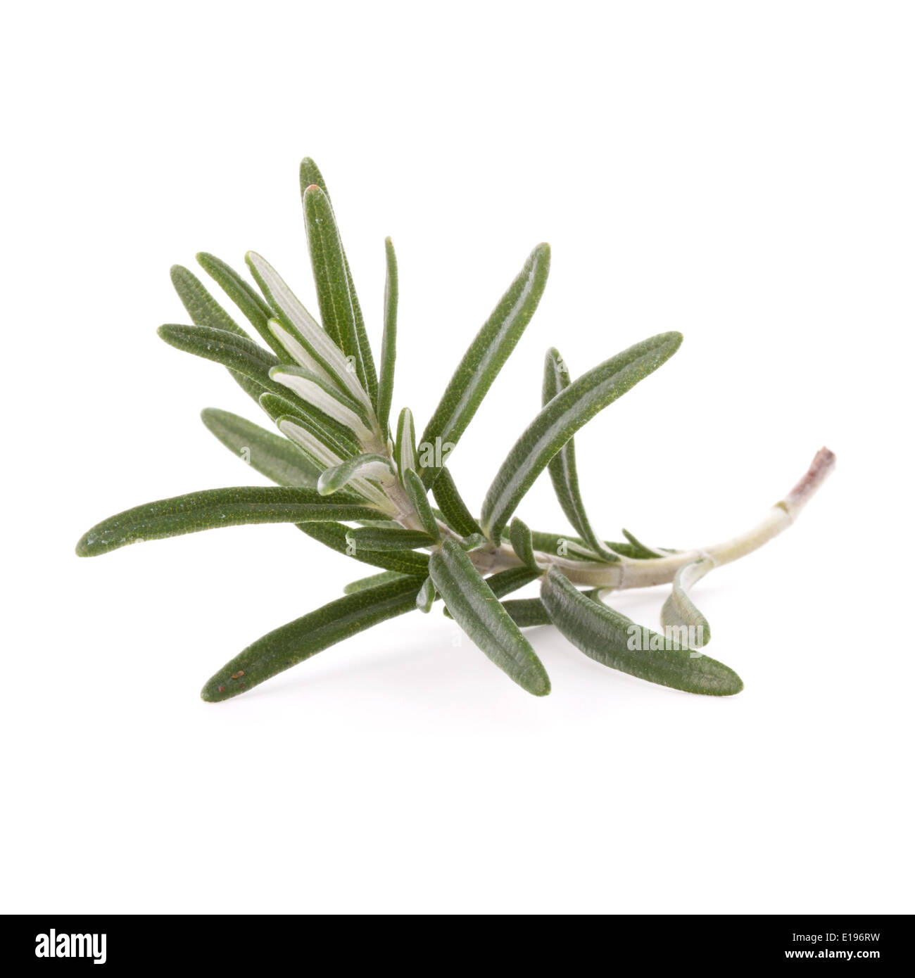 rosemary herb spice leaves isolated on white background cutout Stock
