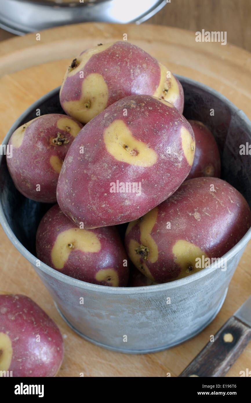 Apache Potatoes an unusual variety with red skins and creamy white patches good for roasting or boiling Stock Photo