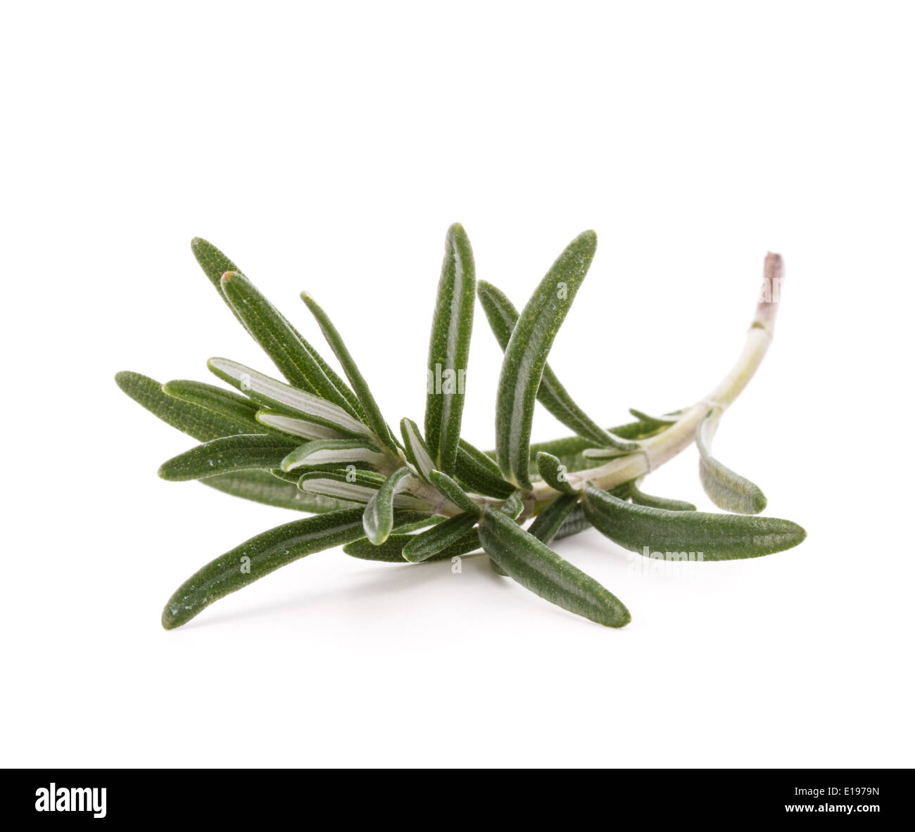 rosemary herb spice leaves isolated on white background cutout Stock