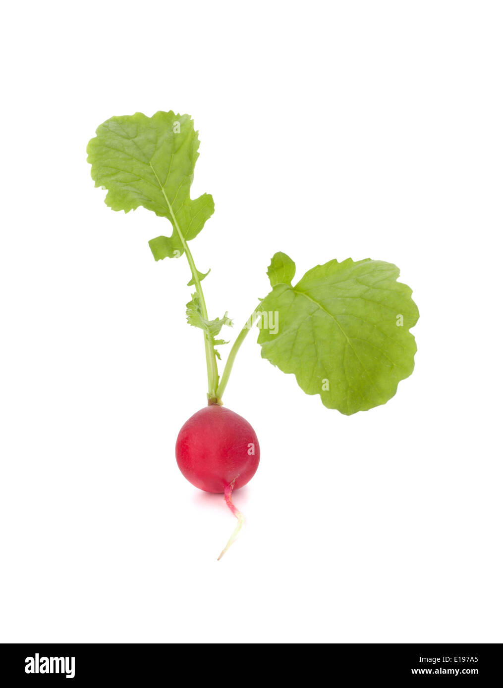 Small Raddish Tree Small garden radish with leaves isolated on white background cutout ...