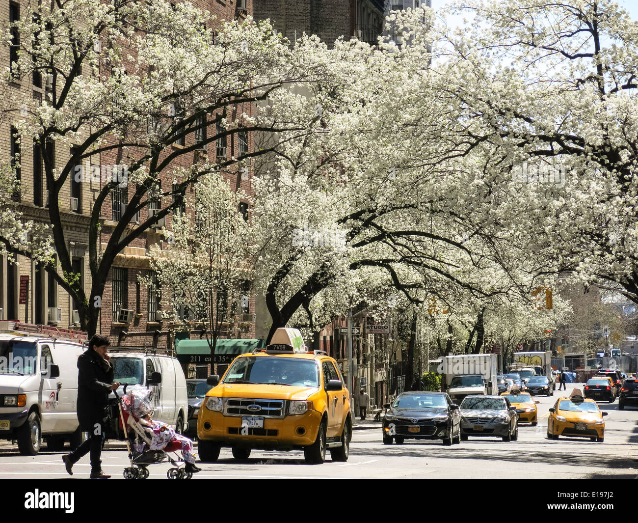 Flowering Trees and Traffic , Springtime, Murray Hill, NYC, USA Stock Photo
