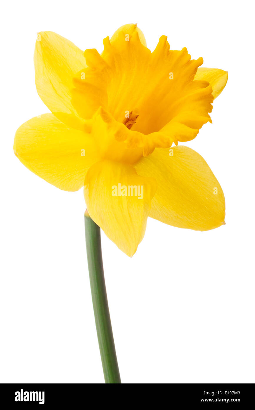 Daffodil flower or narcissus isolated on white background cutout Stock