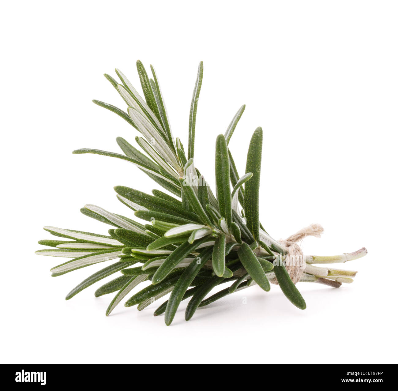 rosemary herb spice leaves isolated on white background cutout Stock