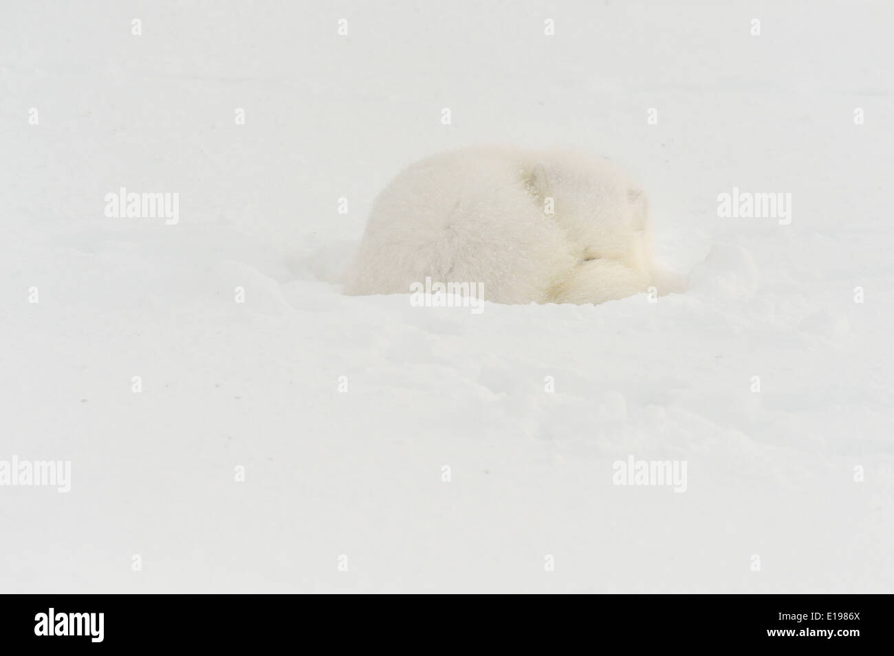Arctic Fox (Alopex lagopus) Sleeping in snow Wapusk National Park, Cape Churchill Manitoba Canada Stock Photo