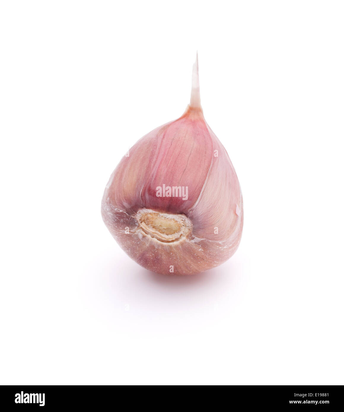 Garlic clove isolated on white background cutout Stock Photo - Alamy