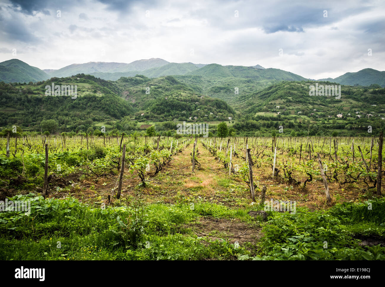 Vineyard in Racha region, Georgia, Caucasus. Stock Photo