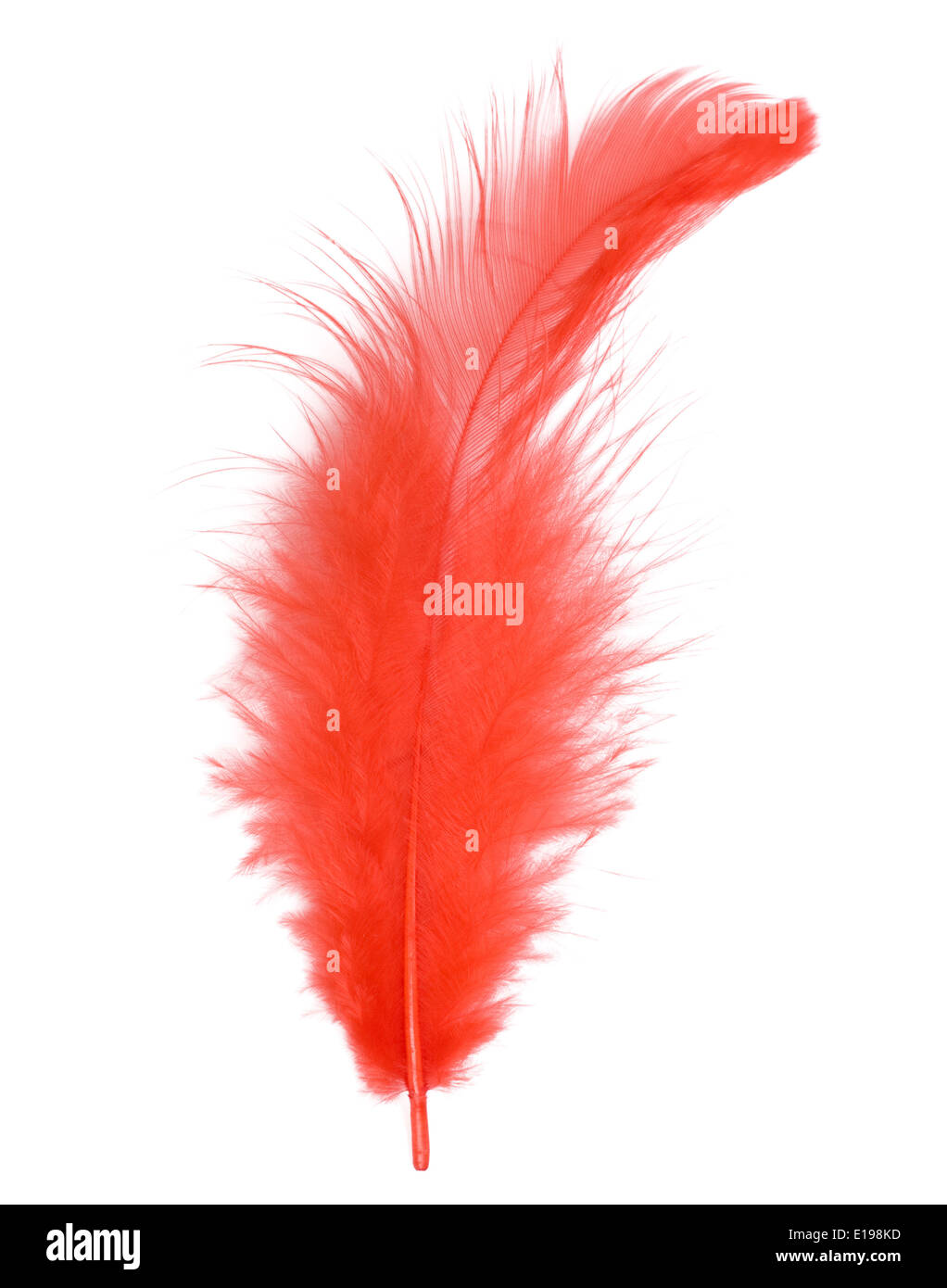 Red feather isolated on white background cutout Stock Photo
