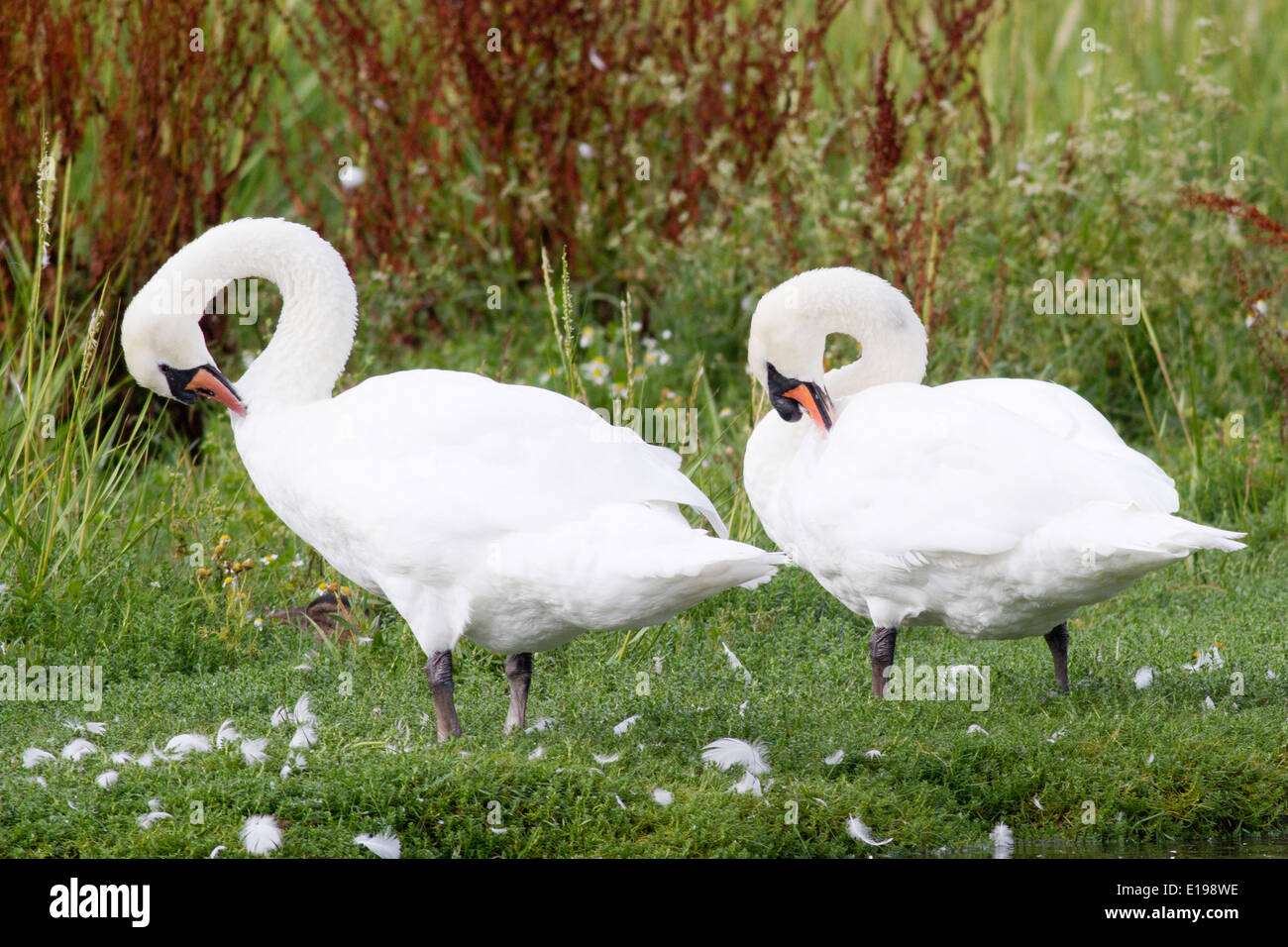 Pair of Mute Swan s grooming (Cygnus olor) Malahide Estuary,Ireland Stock Photo