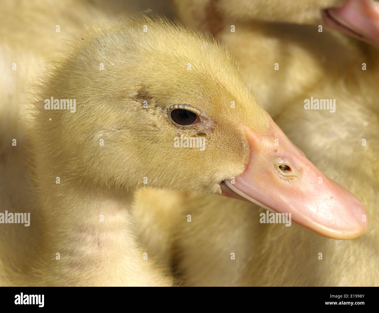 little yellow ducklings Stock Photo