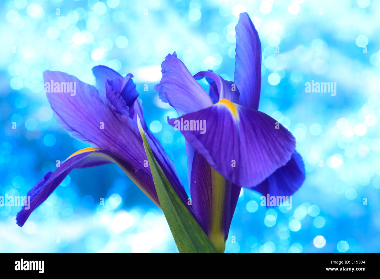 Beautiful blue iris flowers background Stock Photo - Alamy